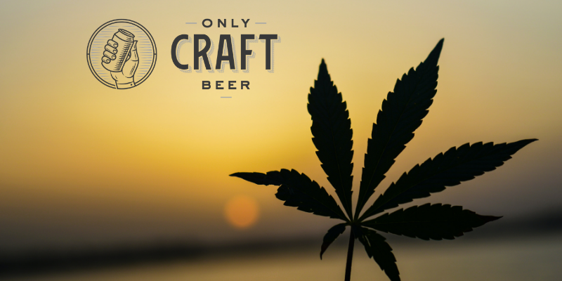 Getting “high” with Hemp Infused beers?